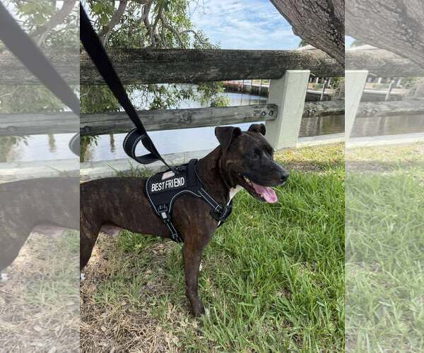 Medium Photo #4 American Pit Bull Terrier Puppy For Sale in Pompano Beach , FL, USA