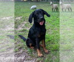 Small Bloodhound Mix
