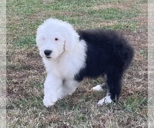 Old English Sheepdog Puppy for sale in WAKE FOREST, NC, USA