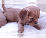 Small #21 Cavalier King Charles Spaniel