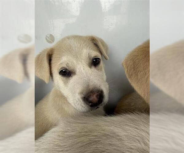 Medium Photo #1 Labrador Retriever Puppy For Sale in Houston, TX, USA