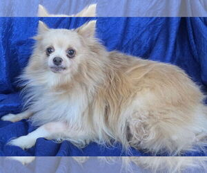 Gabe - Male Pomeranian Dog for Adoption - Photo #2