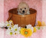 Small #2 Pekingese-Poodle (Toy) Mix