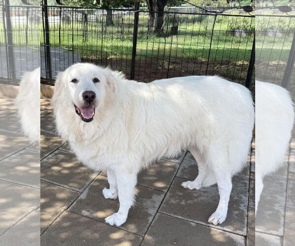 Medium Photo #2 Great Pyrenees Puppy For Sale in Spring, TX, USA
