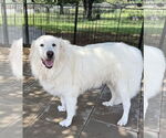 Small #1 Great Pyrenees
