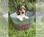 Small Dachshund