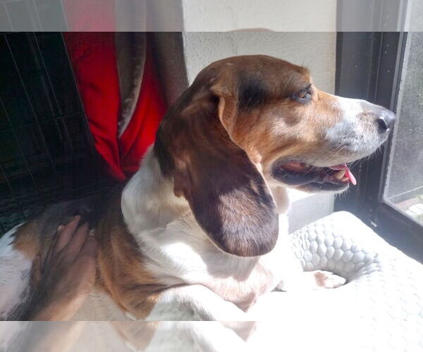 Medium Photo #6 Beagle Puppy For Sale in Dunnellon, FL, USA
