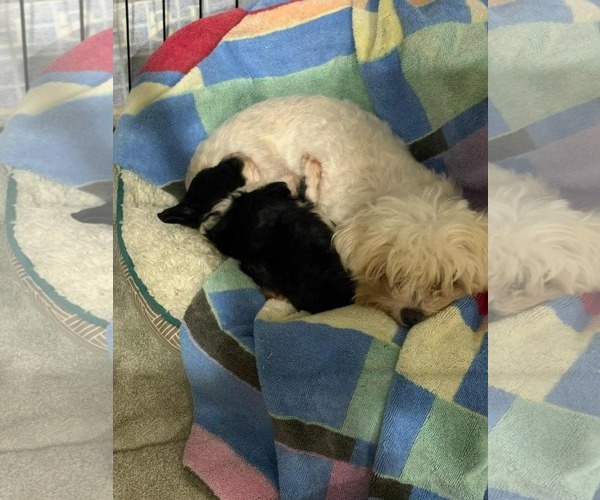 Medium Photo #3 Maltipoo Puppy For Sale in Holly Springs, NC, USA