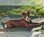 Small American Pit Bull Terrier Mix