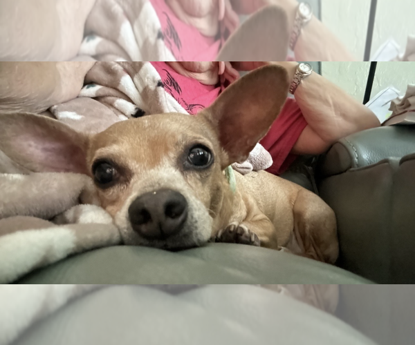 Medium Photo #3 Chiweenie Puppy For Sale in Weston, FL, USA