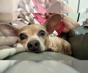 Abbie - Female Chiweenie Dog for Adoption - Photo #3