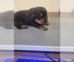 Small Photo #8 Rottweiler Puppy For Sale in EUSTIS, FL, USA
