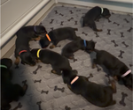 Small #14 Doberman Pinscher