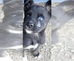 Small Mutt