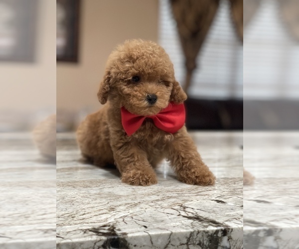 Medium Photo #6 Poodle (Toy) Puppy For Sale in TAMPA, FL, USA
