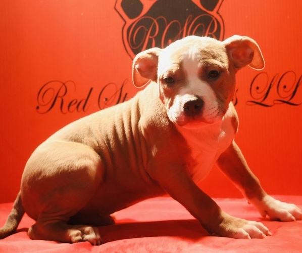 Medium Photo #4 American Bully Puppy For Sale in TRENTON, NJ, USA