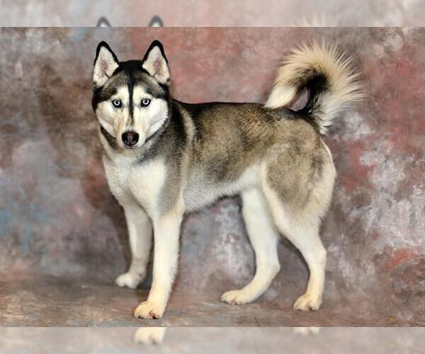 Medium Photo #1 Siberian Husky Puppy For Sale in West Valley, UT, USA