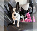 Small #1 Border Collie-Rat Terrier Mix