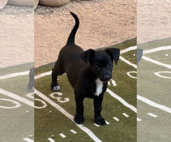 Medium Photo #3 Chihuahua Puppy For Sale in Hesperia, CA, USA