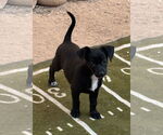 Small #2 Chihuahua