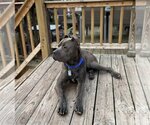 Small Photo #3 Mutt Puppy For Sale in Belleville, MI, USA