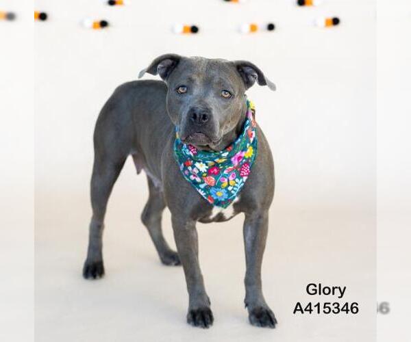 Medium Photo #1 American Pit Bull Terrier-Unknown Mix Puppy For Sale in Conroe, TX, USA