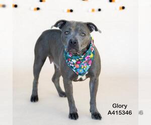 American Pit Bull Terrier-Unknown Mix Dogs for adoption in Conroe, TX, USA