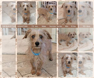 Norfolk Terrier-Unknown Mix Dogs for adoption in Mesa, AZ, USA