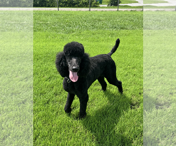 Medium Photo #4 Poodle (Standard) Puppy For Sale in Pacolet, SC, USA