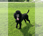 Small #3 Poodle (Standard)