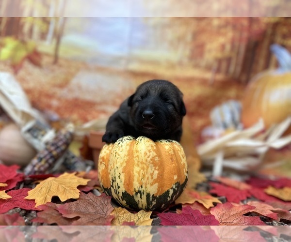 Medium Photo #3 German Shepherd Dog Puppy For Sale in LAKE ELSINORE, CA, USA