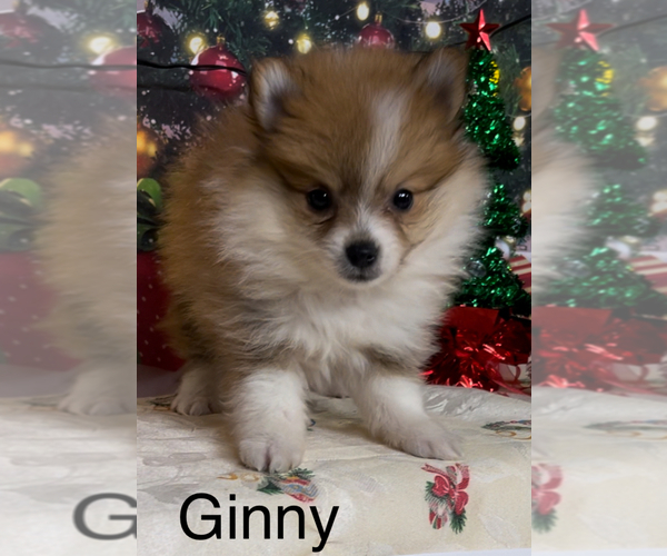 Medium Photo #6 Pomeranian Puppy For Sale in AZLE, TX, USA