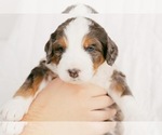 Small Photo #3 Bernedoodle Puppy For Sale in LINDON, UT, USA