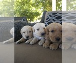 Small #8 Golden Retriever