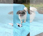 Small #7 Shih Tzu