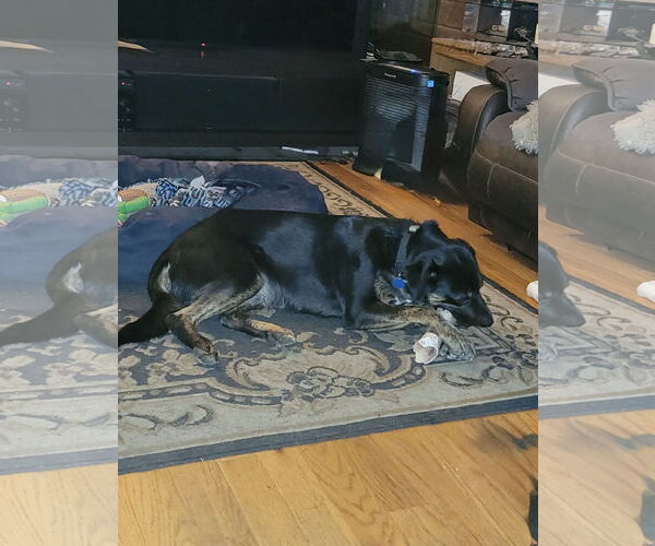 Medium Photo #3 Labrottie Puppy For Sale in St. Louis Park, MN, USA