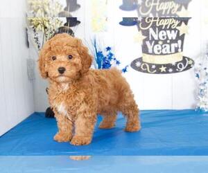 Poodle (Miniature) Puppy for sale in BEL AIR, MD, USA