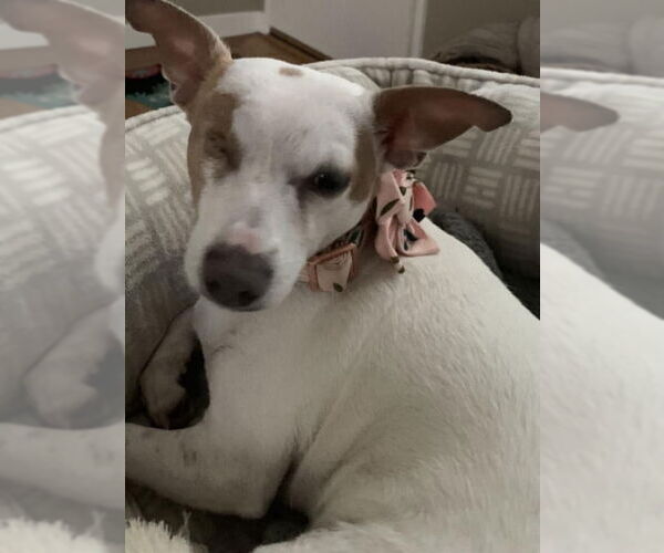 Medium Photo #3 Jack Chi Puppy For Sale in San Francisco, CA, USA