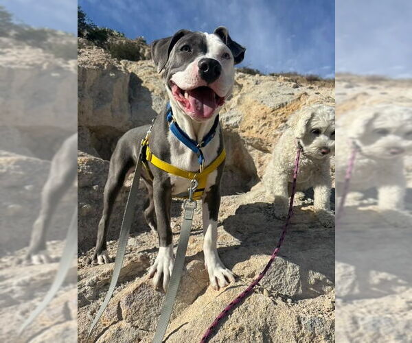 Medium Photo #4 American Staffordshire Terrier-Unknown Mix Puppy For Sale in San Juan Capistrano, CA, USA