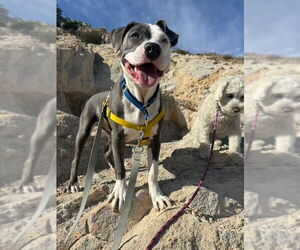 Kai - Male American Staffordshire Terrier-Unknown Mix Dog for Adoption - Photo #4