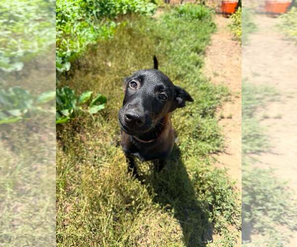 Medium Photo #8 Mutt Puppy For Sale in Imlay City, MI, USA