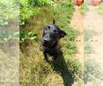 Small Photo #8 Mutt Puppy For Sale in Imlay City, MI, USA