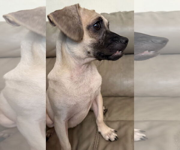 Medium Photo #5 Puggle Puppy For Sale in Virginia Beach, VA, USA