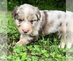 Small #2 Australian Shepherd
