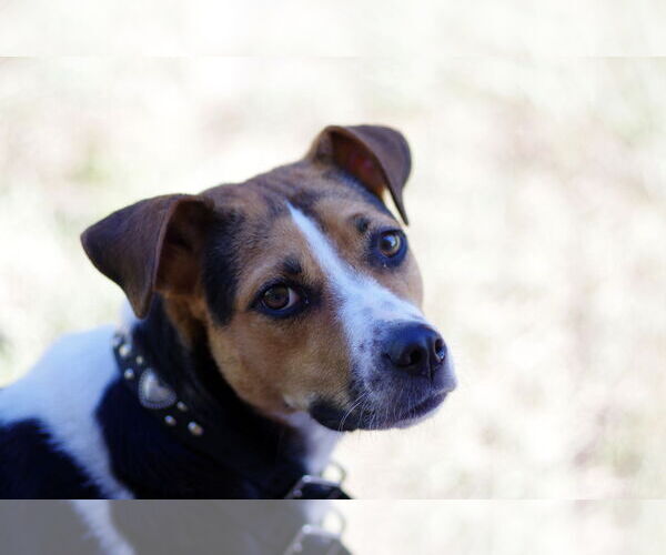 Medium Photo #9 Mutt Puppy For Sale in  Gainesville, FL, USA