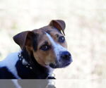 Small #8 Mutt