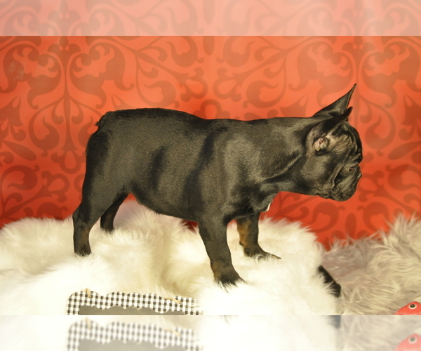 Medium Photo #2 French Bulldog Puppy For Sale in HUDSON, CO, USA