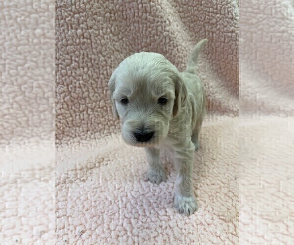 Medium Photo #5 Goldendoodle Puppy For Sale in OVIEDO, FL, USA