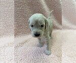 Small Photo #5 Goldendoodle Puppy For Sale in OVIEDO, FL, USA