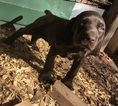 Small Photo #3 German Shorthaired Pointer Puppy For Sale in ALACHUA, FL, USA